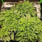 Durchlauf #2 | 3x Fastbuds