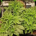Durchlauf #2 | 3x Fastbuds