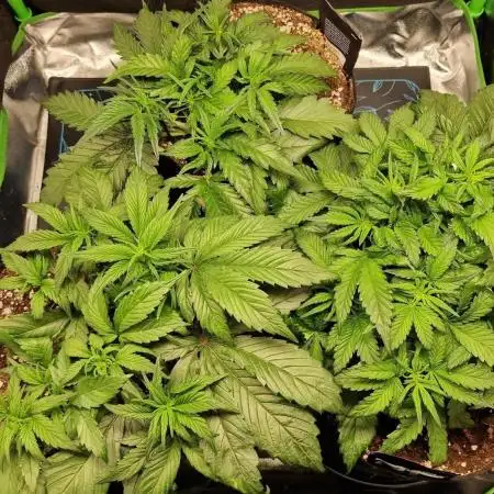 Durchlauf #2 | 3x Fastbuds