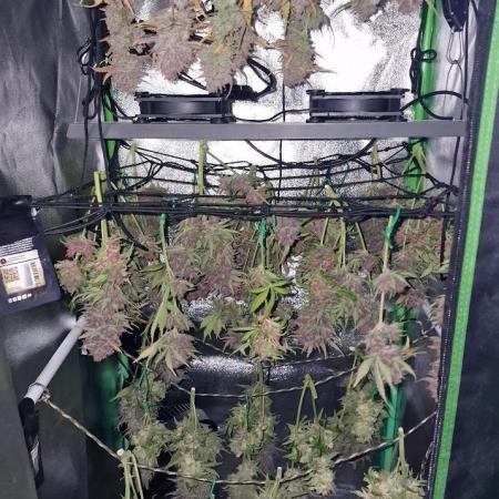 Durchlauf #2 | 3x Fastbuds