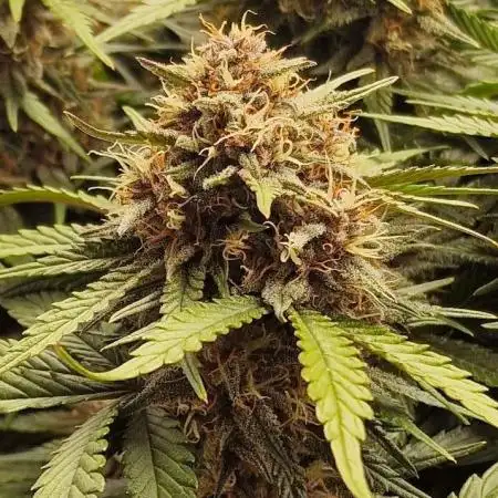Durchlauf #2 | 3x Fastbuds