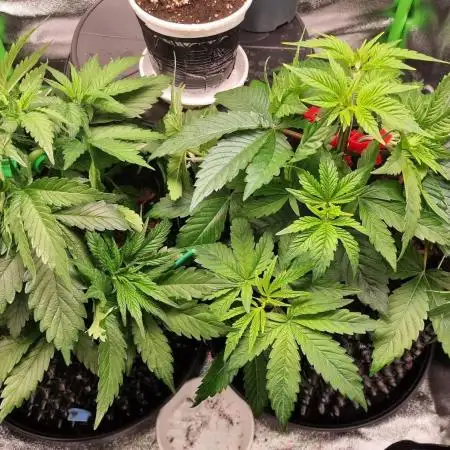 First indoor grow, second overall