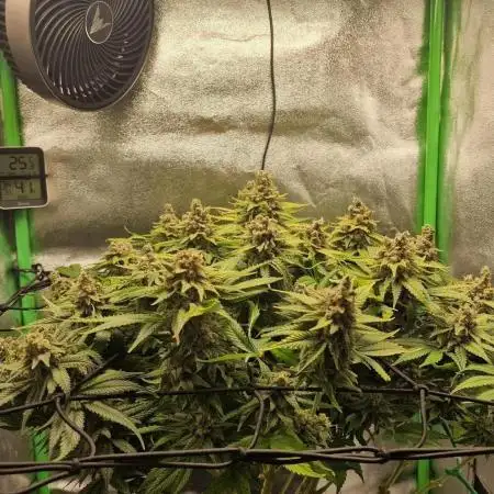 First indoor grow, second overall