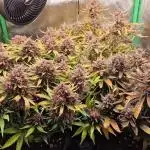 Durchlauf #2 | 3x Fastbuds