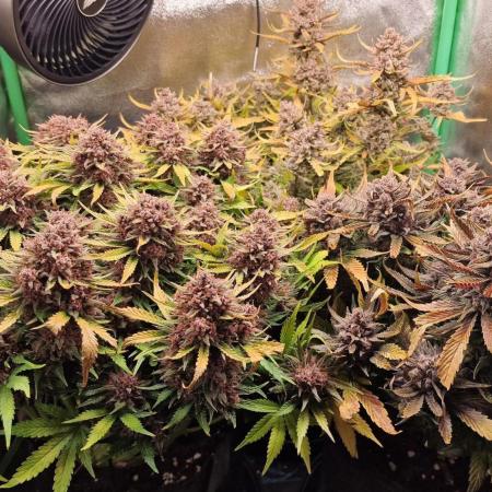 Durchlauf #2 | 3x Fastbuds