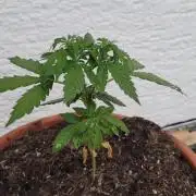 First topping/training attempt