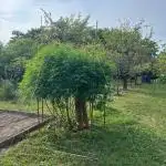 Sweet Critical CBD indoor -outdoor