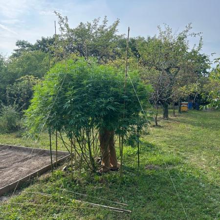 Sweet Critical CBD indoor -outdoor