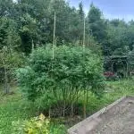 Sweet Critical CBD indoor -outdoor