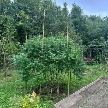 Sweet Critical CBD indoor -outdoor