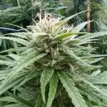 Sweet Critical CBD indoor -outdoor