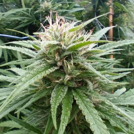 Sweet Critical CBD indoor -outdoor