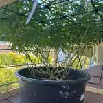 CBG Force Dutch passion Outdoor season 25