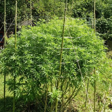 Sweet Critical CBD indoor -outdoor