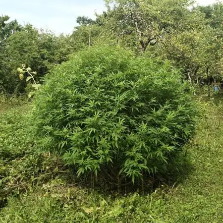 Sweet Critical CBD indoor -outdoor