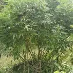 Sweet Critical CBD indoor -outdoor