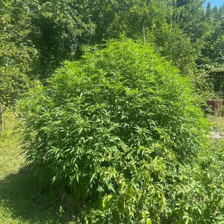Sweet Critical CBD indoor -outdoor