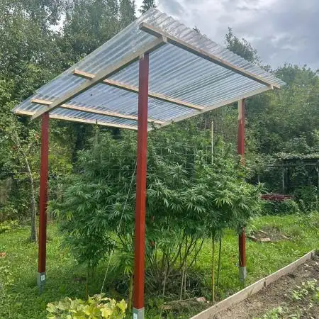 Sweet Critical CBD indoor -outdoor