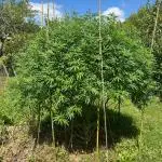 Sweet Critical CBD indoor -outdoor
