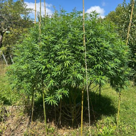 Sweet Critical CBD indoor -outdoor