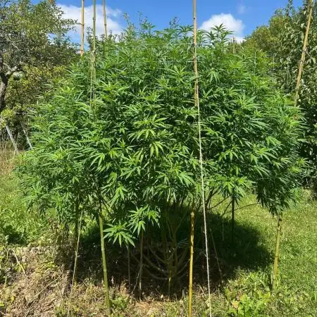 Sweet Critical CBD indoor -outdoor