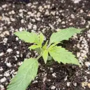 Eternity GrowCup 2026