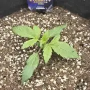 Eternity GrowCup 2026