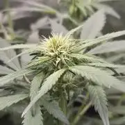 Eternity GrowCup 2026