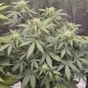 Eternity GrowCup 2026