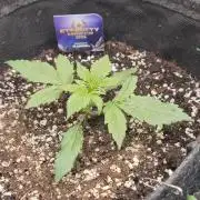 Eternity GrowCup 2026