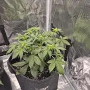 Eternity GrowCup 2026