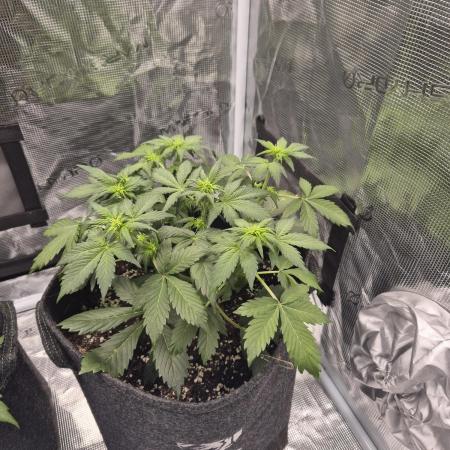 Eternity GrowCup 2026