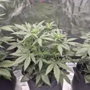 Eternity GrowCup 2026