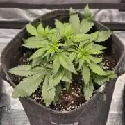 Eternity GrowCup 2026