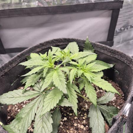 Eternity GrowCup 2026