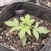 Eternity GrowCup 2026