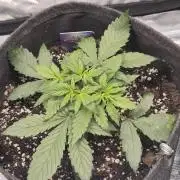 Eternity GrowCup 2026