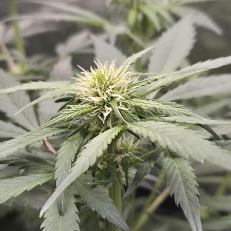 Eternity GrowCup 2026