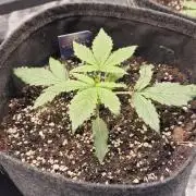 Eternity GrowCup 2026