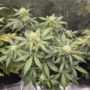 Eternity GrowCup 2026