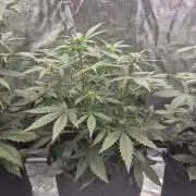 Eternity GrowCup 2026