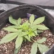 Eternity GrowCup 2026