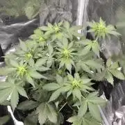 Eternity GrowCup 2026