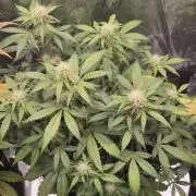 Eternity GrowCup 2026