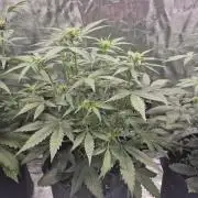 Eternity GrowCup 2026