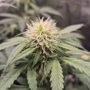 Eternity GrowCup 2026