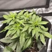 Eternity GrowCup 2026