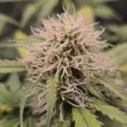 Eternity GrowCup 2026