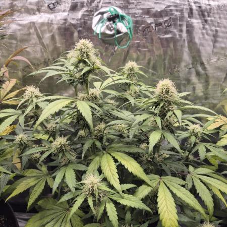 Eternity GrowCup 2026