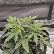 Eternity GrowCup 2026